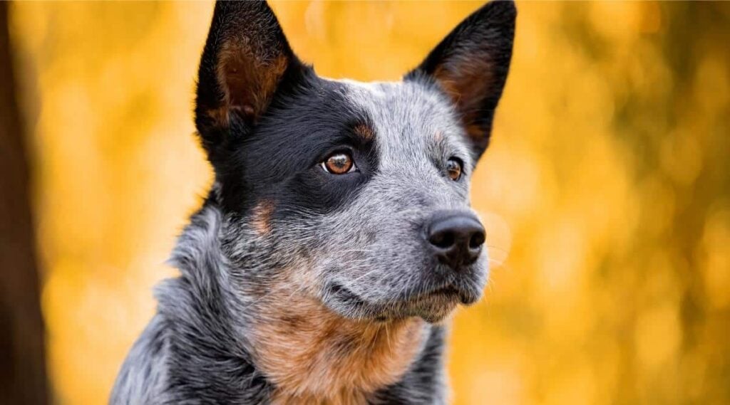 Australian cattle dog with black spot on eye close up of fce