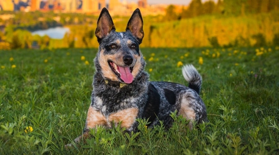 Australian Cattle Dog in Field Outside