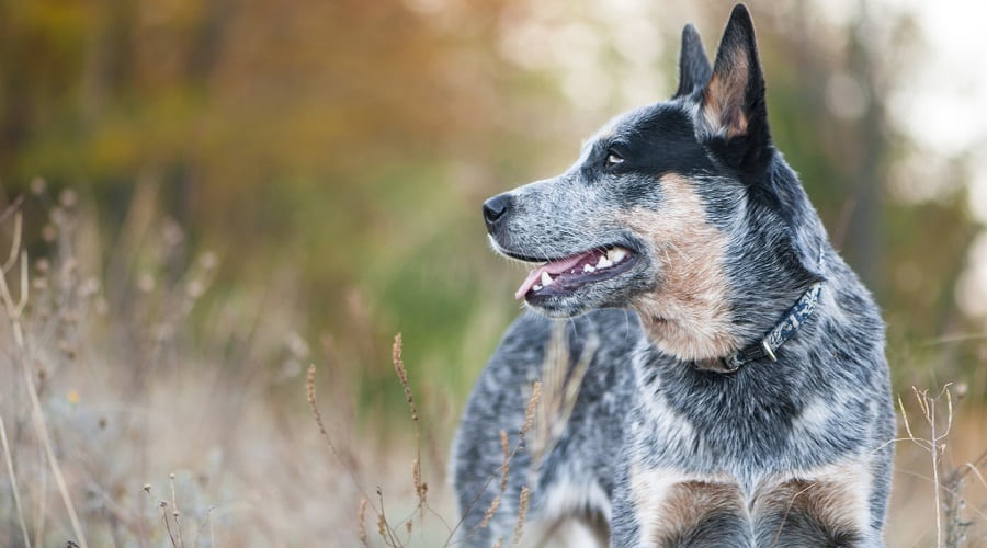 Australian Cattle Dog
