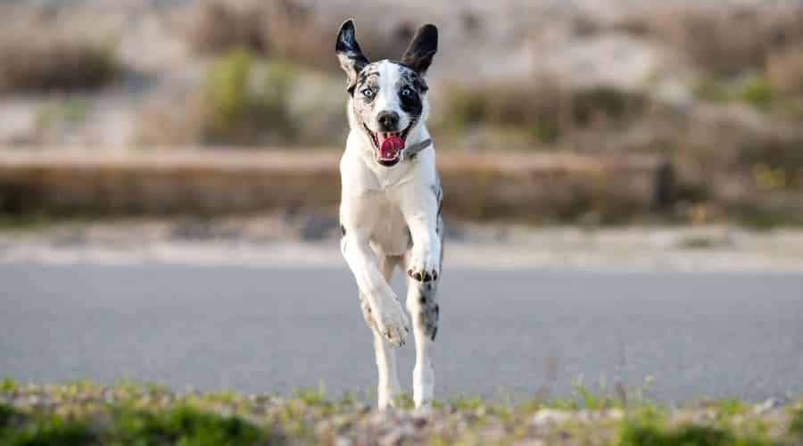 Australian Dalmatian