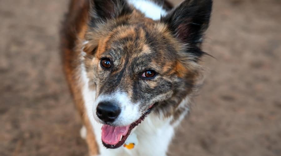 Australian Heeler Dog
