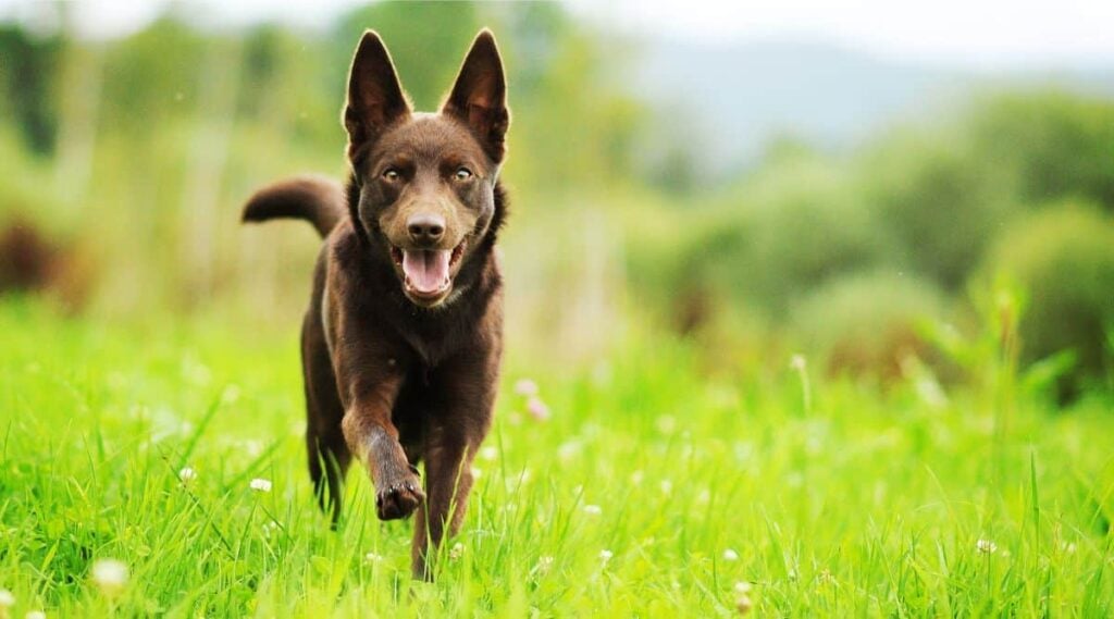 Australian Kelpie walking through a grassy field