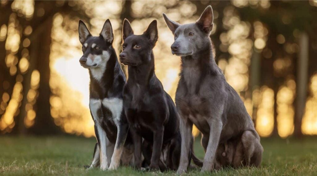 3 Australian Kelpies sitting outside with different coat colors