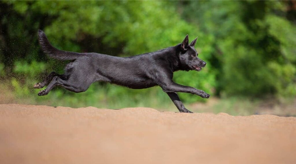 A dark Australian Kelpie running outside in the dirt