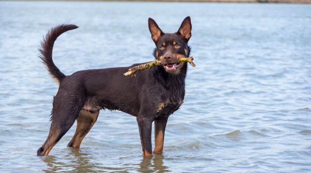 Australian Kelpie standing in shallow water with stick in his mouth