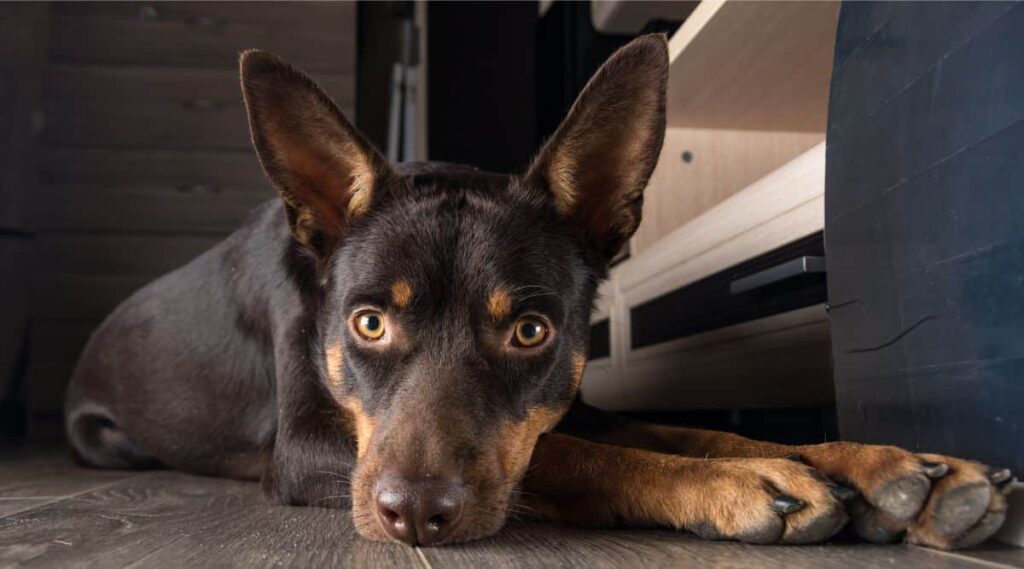 Australian Kelpie laying on the floor looking sick