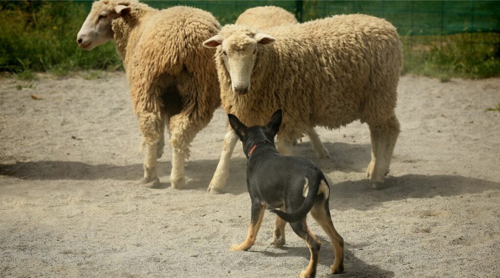 Australian Kelpie herding sheep