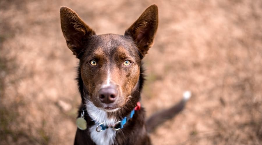 Australian Kelpie Looking at Camera