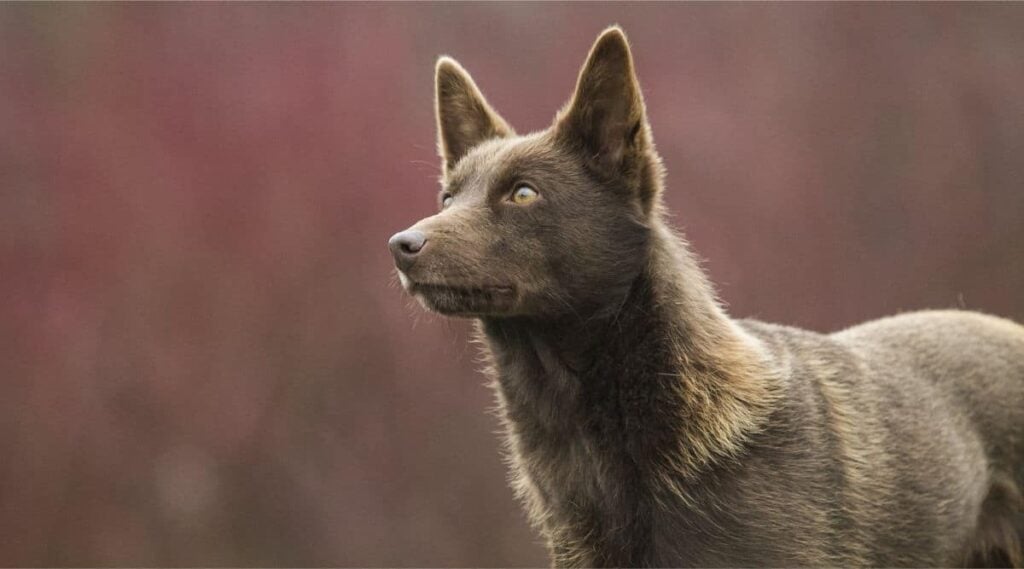 Australian Kelpie standing with red background