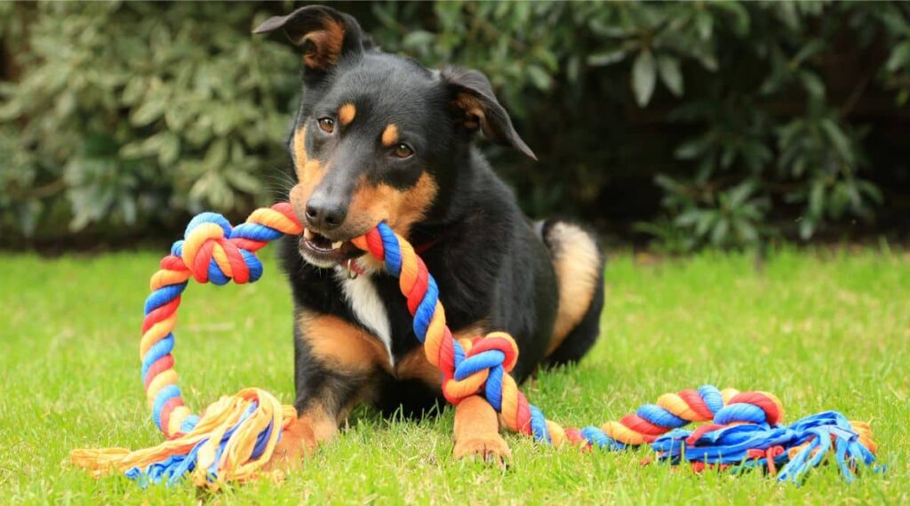 Australian Kelpie laying in the grass with rope toy in his mouth