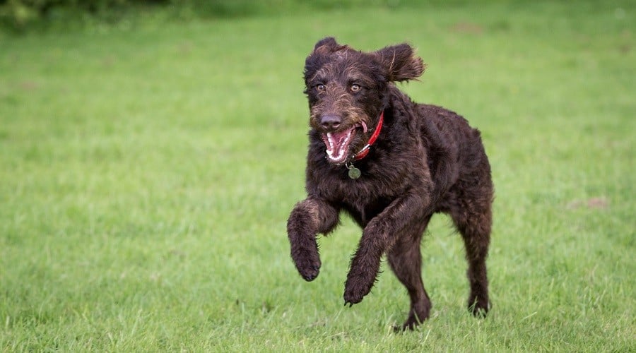 Australian Labradoodle running.