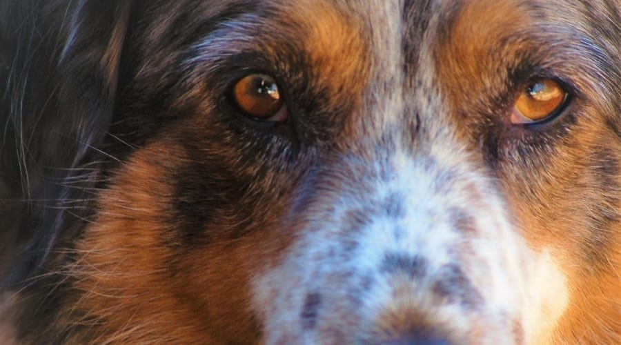 Australian Pyrenees, an Aussie Shepherd and Great Pyrenees mix breed.