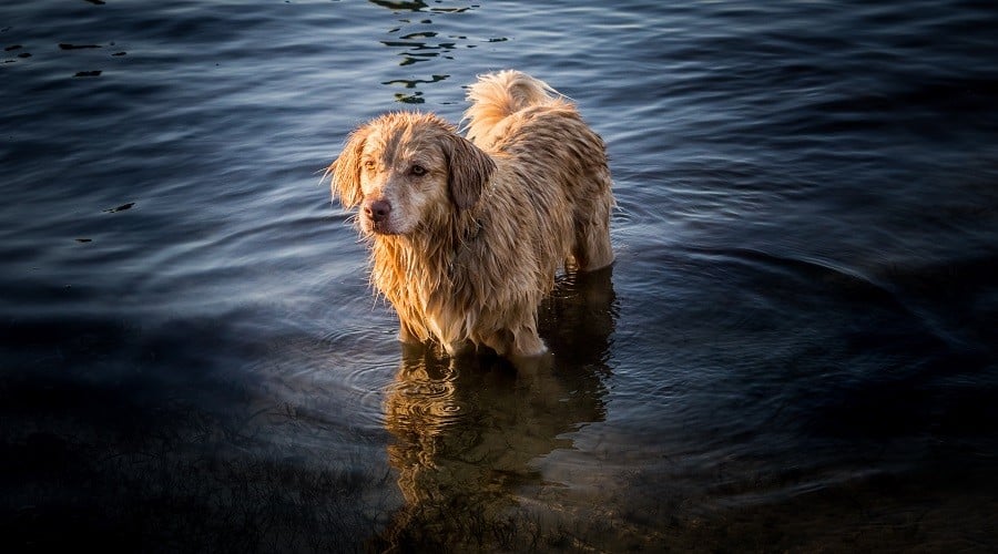 Australian Retriever