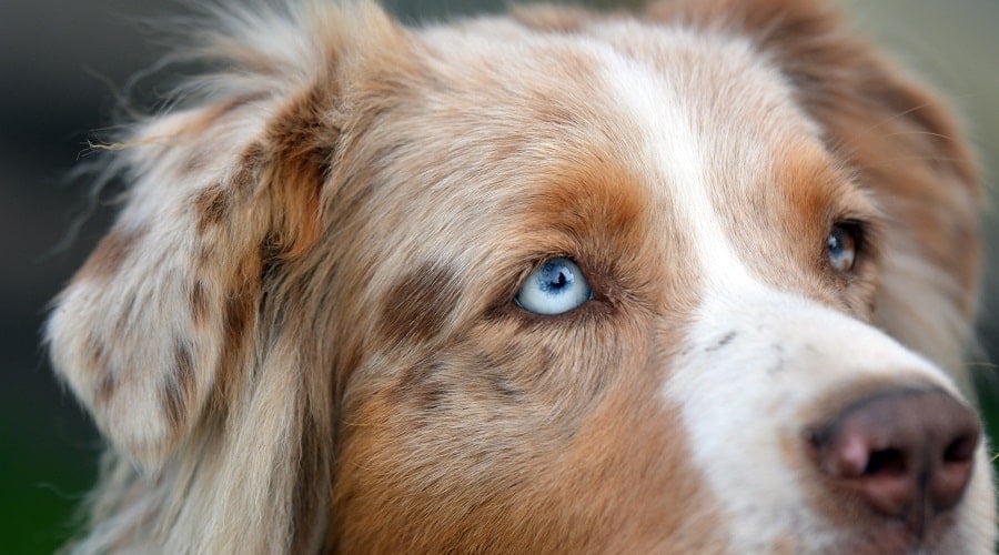 Australian Shepherd