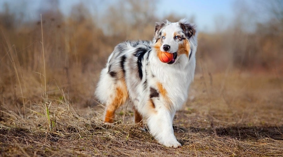 Australian Shepherd
