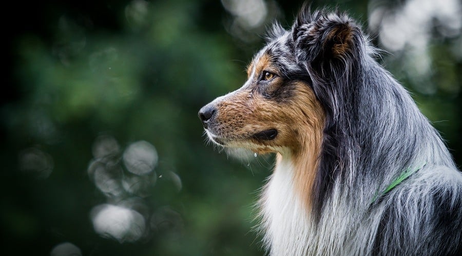 Australian Shepherd