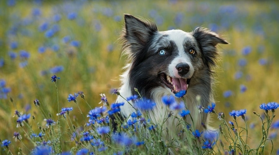 Australian Shepherd Among Blue Flowers