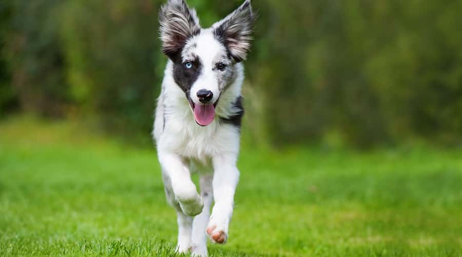 Australian Shepherd Blue Heeler Mix Appearance