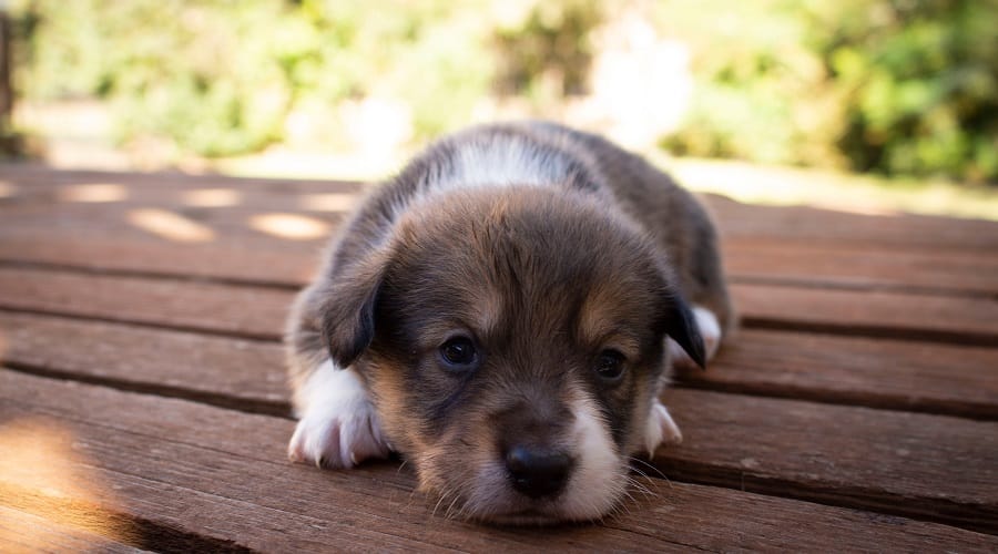 Australian Shepherd Corgi Mix Puppies