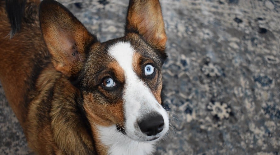 Australian Shepherd Corgi Mix