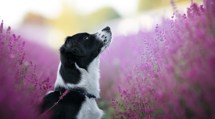 Australian Shepherd Dachshund