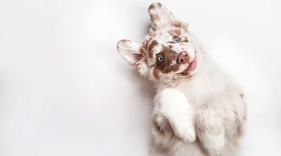 Australian Shepherd Dog