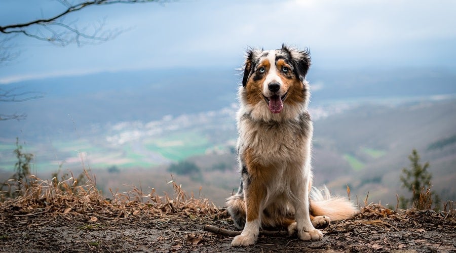 Australian Shepherd Dog Outdoors