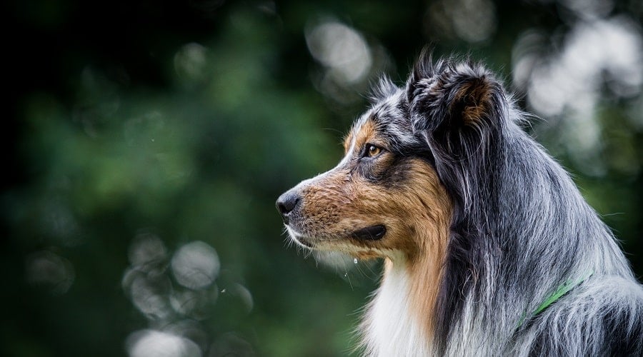 Australian Shepherd Dog
