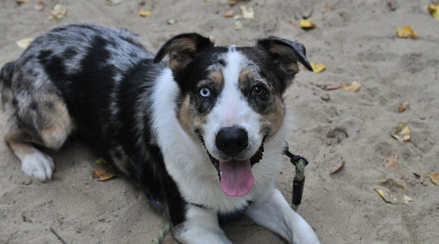 Australian Shepherd Heeler Mix Exercise Needs