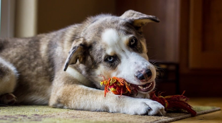 Australian Shepherd Husky Mix Size and Appearance