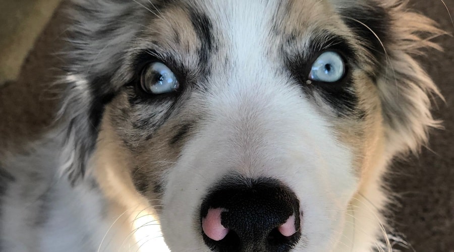 Australian Shepherd Husky Training