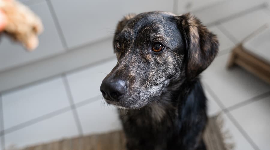 Australian Shepherd Lab Mix Health