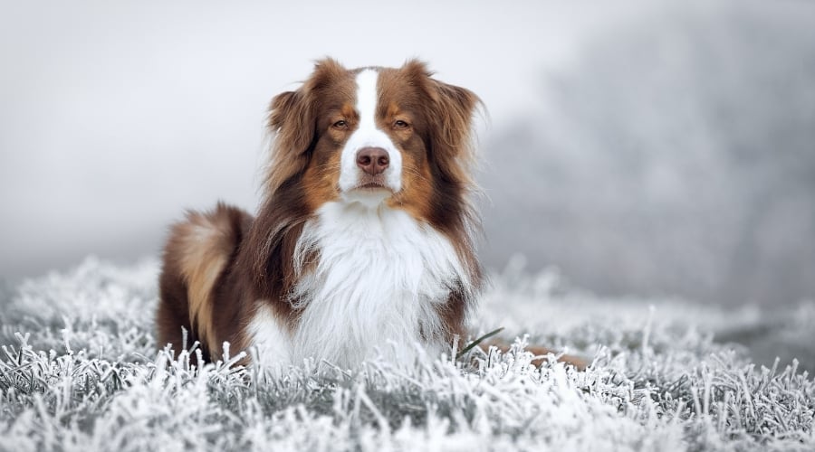 Australian Shepherd laying down.