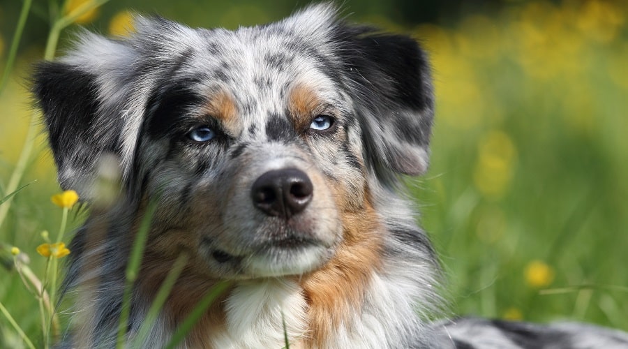 Australian Shepherd Parent Blue Eyes