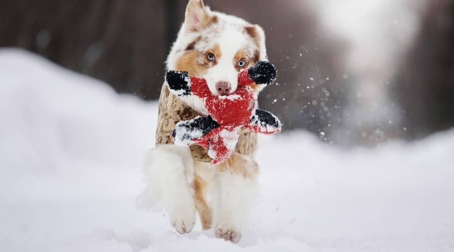 Australian Shepherd With Dog Toy in Snow