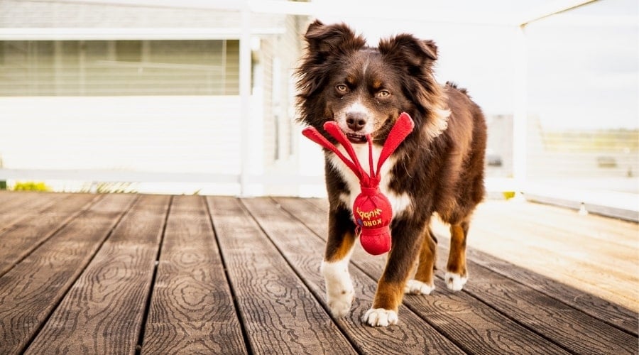Australian Shepherd With Dog Toy