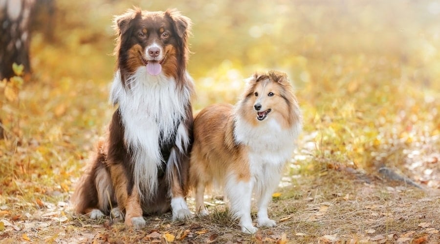 Australian Shepherd and Shetland Sheepdog