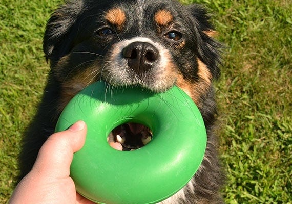 Australian Shepherd chewing on Goughnuts Original green colored chew toy - the best chew toy for medium sized dogs