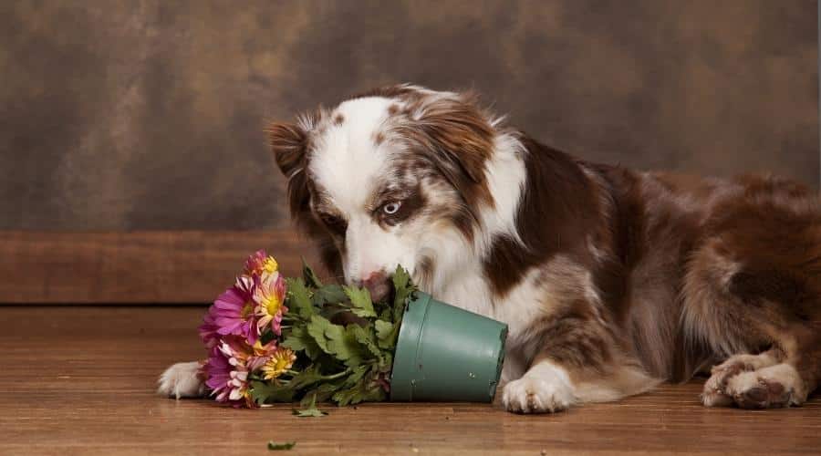 Australian Shepherd chewing potted flowers tipped over on the ground.