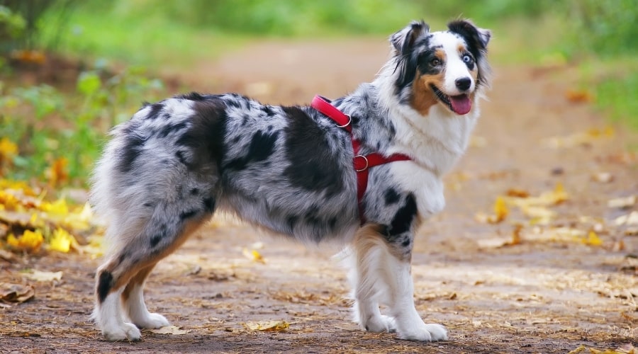 Australian Shepherd outside in Rabbitgoo Dog Harness.