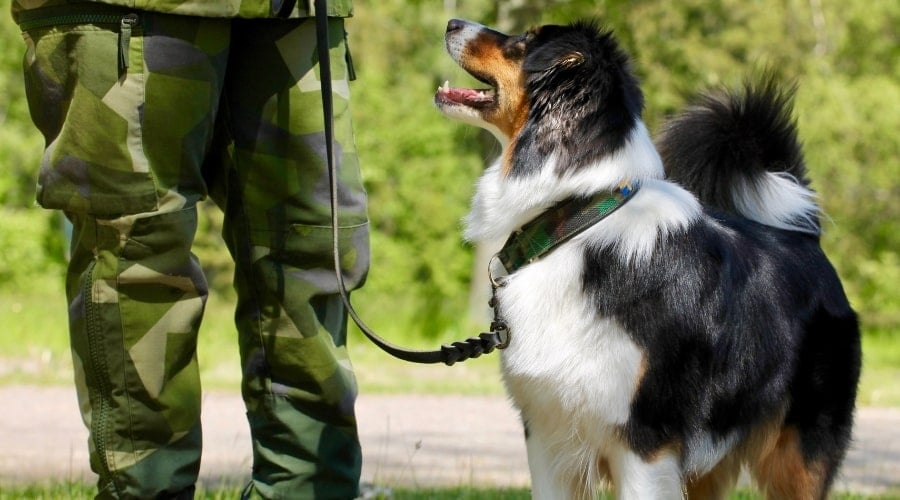 Australian Shepherd in military training.