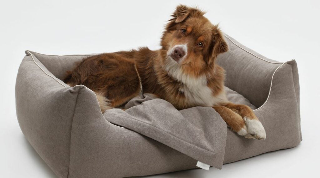 Photo inspiration: Fresh Look at Best Dog Beds For Australian Shepherds Couch Mattress Elevated