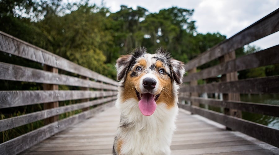 Australian Shepherd on Bridge