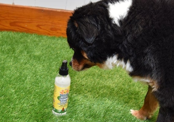 Australian Shepherd sniffing bottle of Bodhi Dog Potty Training Spray.