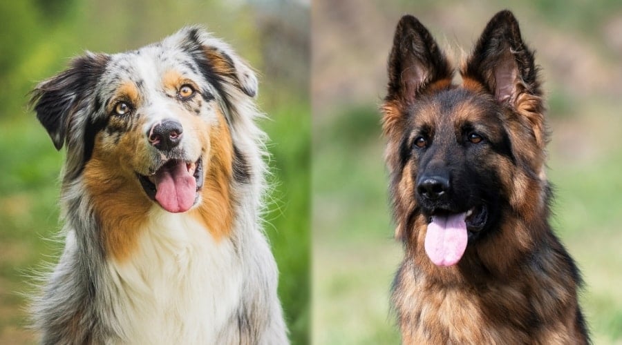 Australian German Shepherd Sale German Shepherd Australian