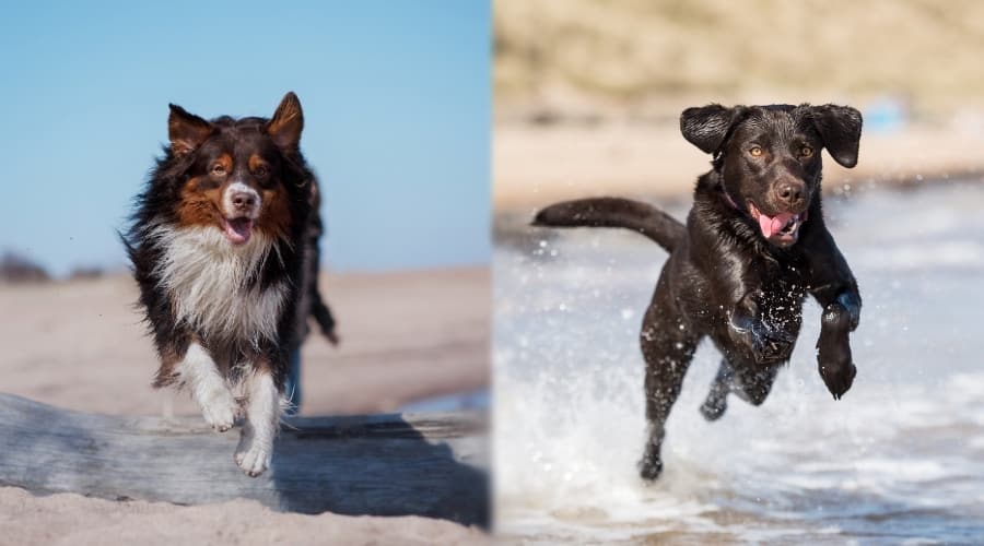 Two Healthy Dogs Running on Beach