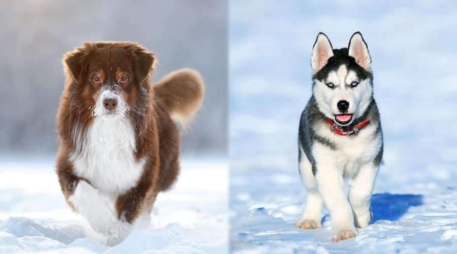 Aussie Compared To Siberian Husky in Snow