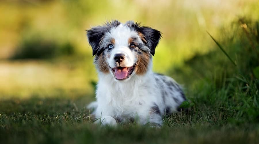 Australian Shepherd