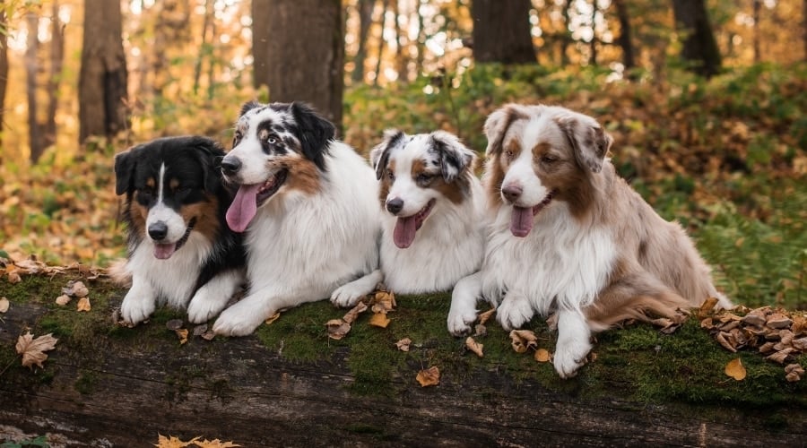 Australian Shepherds With Different Coats