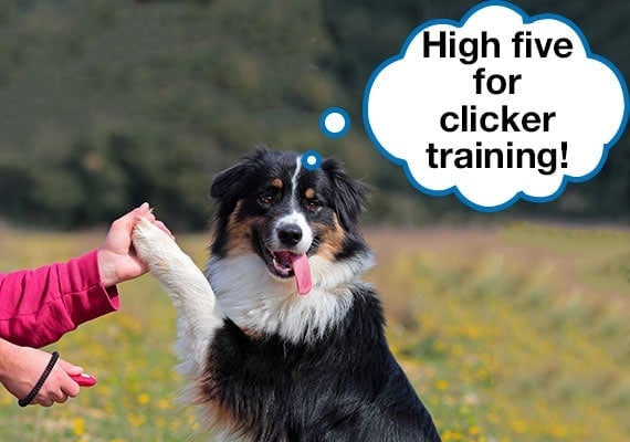 Australian Shepherd high fiving trainer hand while being clicker trained